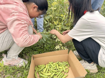 蚕豆乐  ——延寿小学:劳动实践助力“双减”