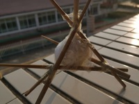 鸡蛋碰地球  实践探科学 ——延寿小学四年级开展科技节挑战赛