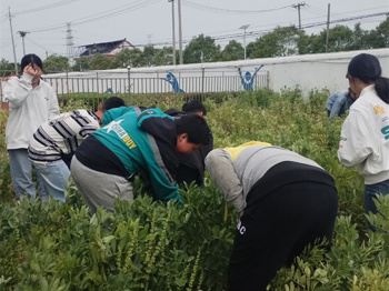 蚕豆飘香，收获满满 ——延寿小学开展“蚕豆乐”劳动实践活动